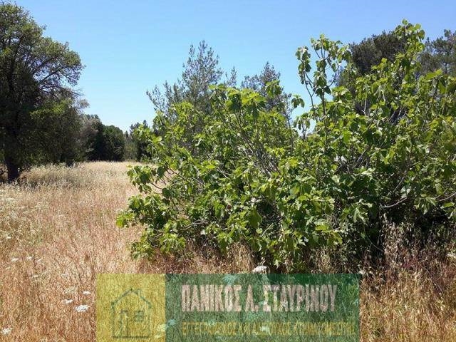 (Προς Πώληση) Αξιοποιήσιμη Γη Κτήμα || Λάρνακα/Κόρνος - 4.013 τ.μ, 280.000€ 