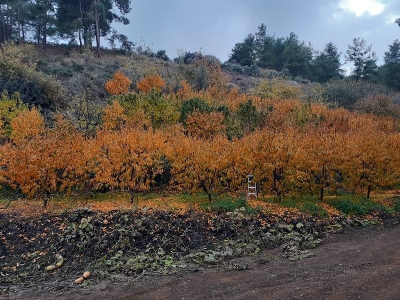 (Προς Πώληση) Αξιοποιήσιμη Γη Αγροτεμάχιο || Λευκωσία/Καλλιάνα - 4.683 τ.μ, 35.000€ 